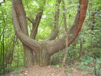 変わった木の写真