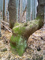 「犬神家の一族」っぽいの木の写真
