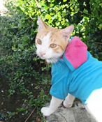 プーケット(タイ)にいた服を着た猫