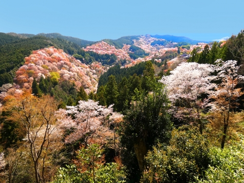 吉野山　一目千本・滝桜