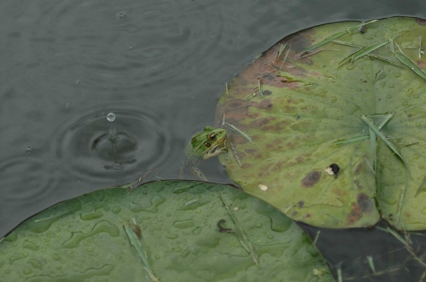 偶然の雨粒