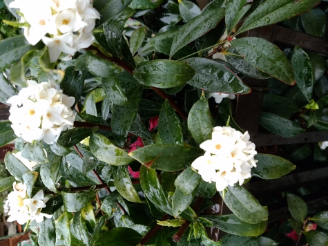 雨の白沈丁花