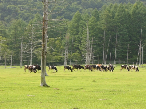 栃木県 日光 光徳牧場