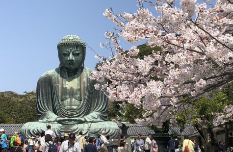初鎌倉で桜と大仏さま